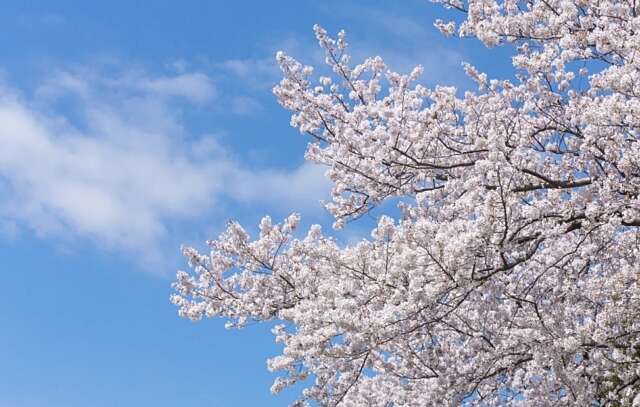 Cherry blossoms