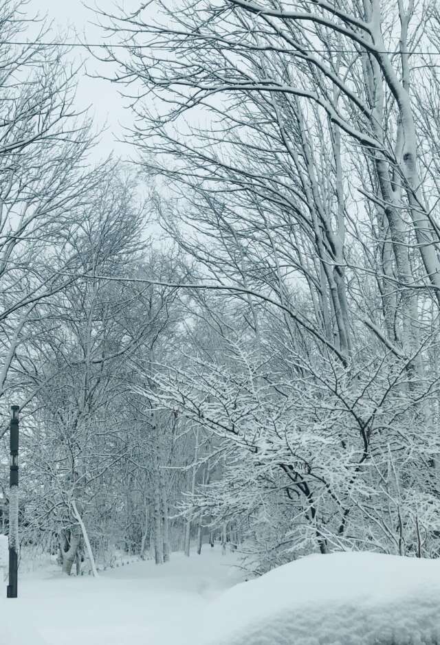 雪景色